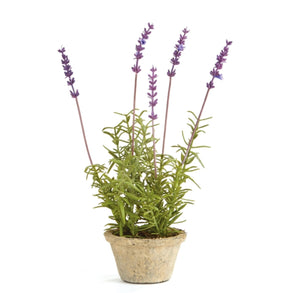 French Lavender | 12.5" Potted