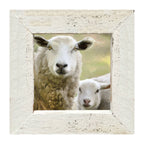 Sheep and Lamb