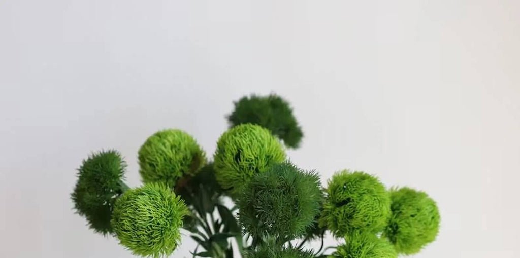 21.5" Dianthus Green Ball Fresh stem