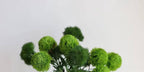 21.5" Dianthus Green Ball Fresh stem