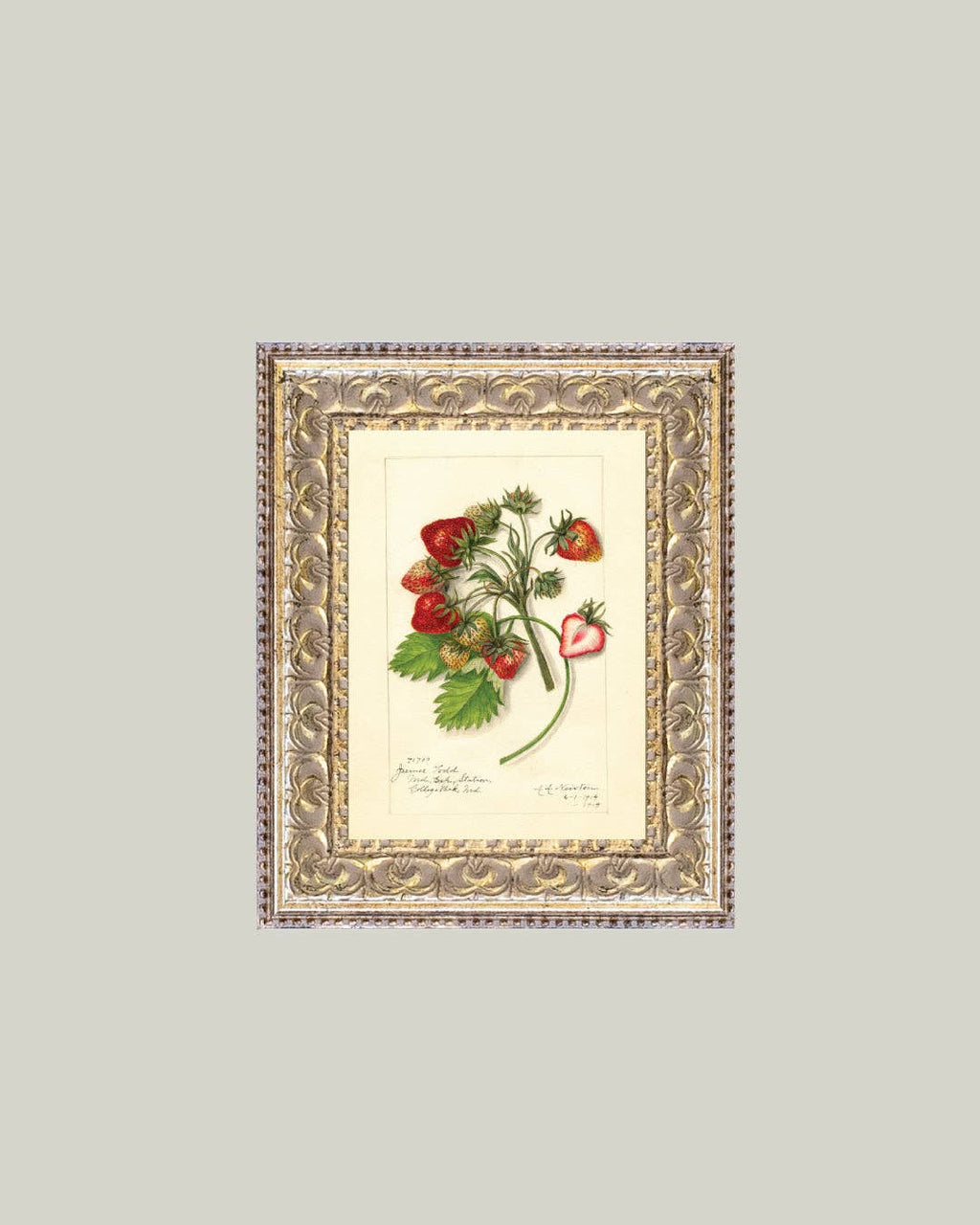Study of Strawberries Framed Antique Art