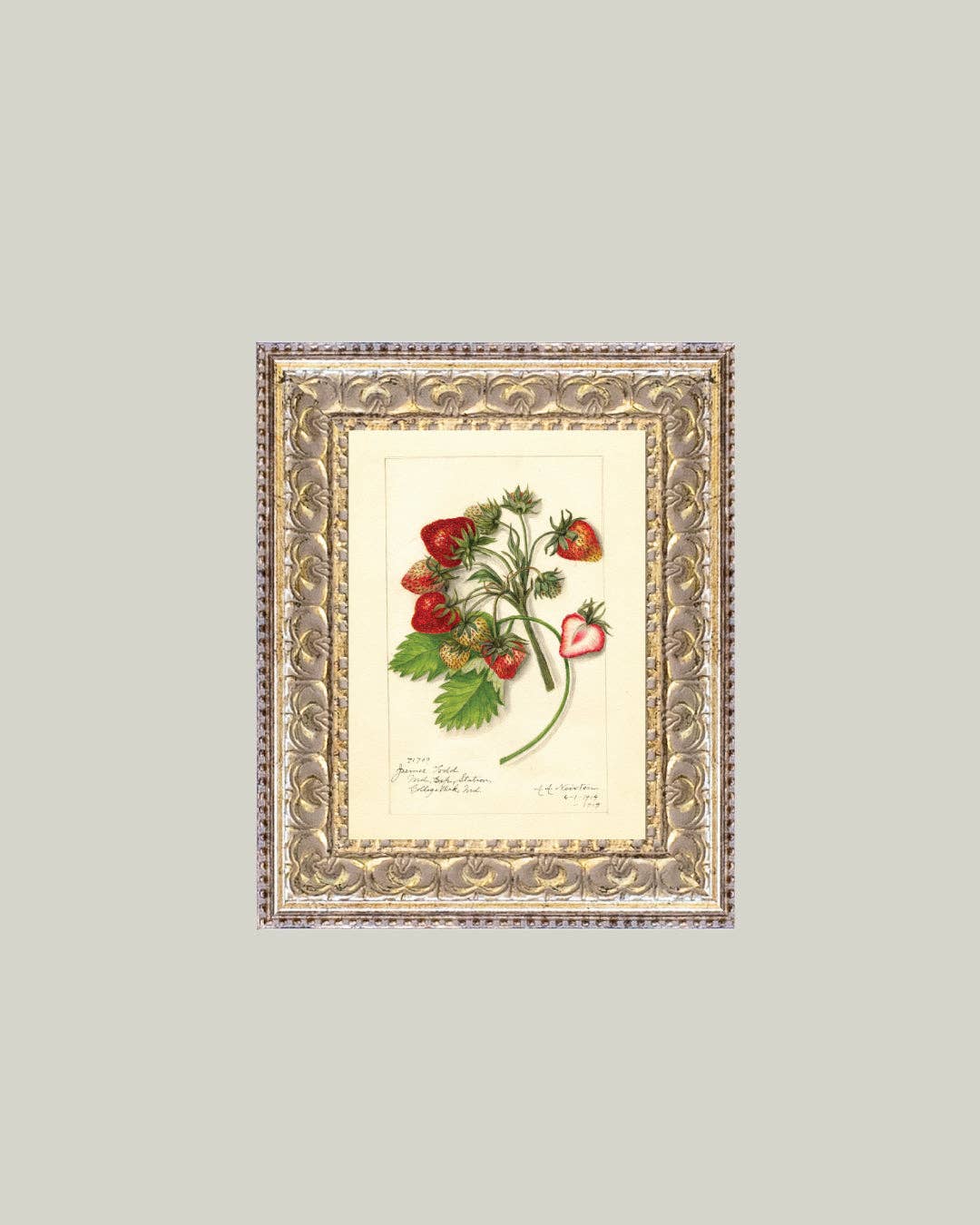 Study of Strawberries Framed Antique Art