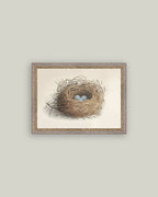 Blue Eggs in a Nest Framed Antique Art