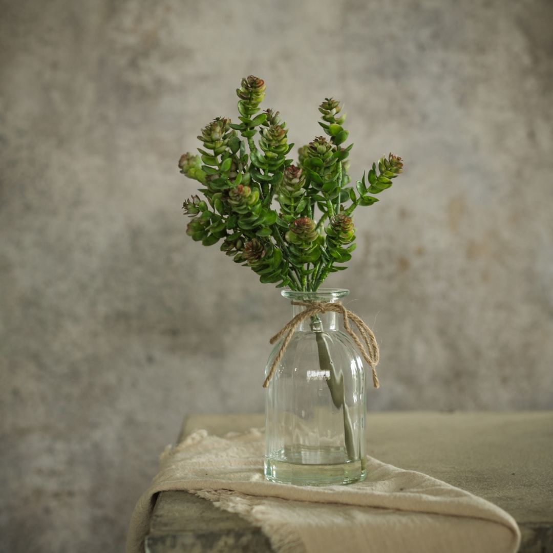 daphne succulent 12" October Daphne Succulent in Vase