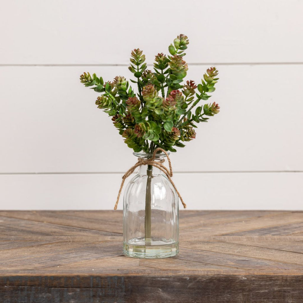 12" October Daphne Succulent in Vase