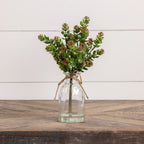 12" October Daphne Succulent in Vase