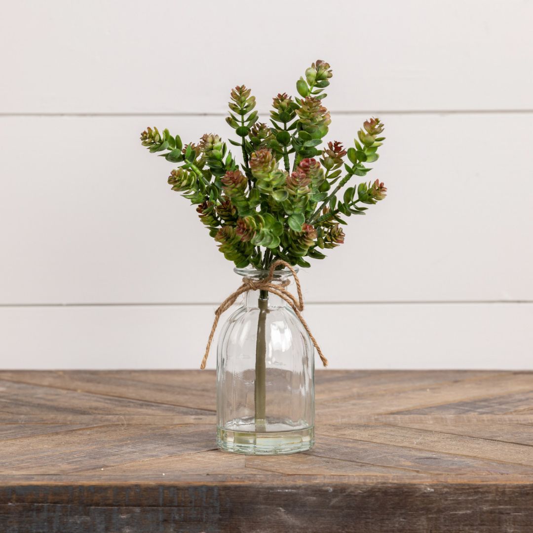 12" October Daphne Succulent in Vase