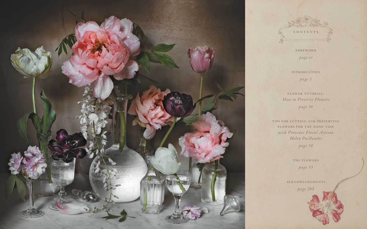 Flowers of Provence