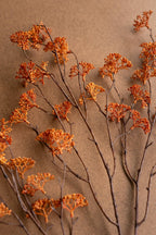 Rust Rice Flower Stem