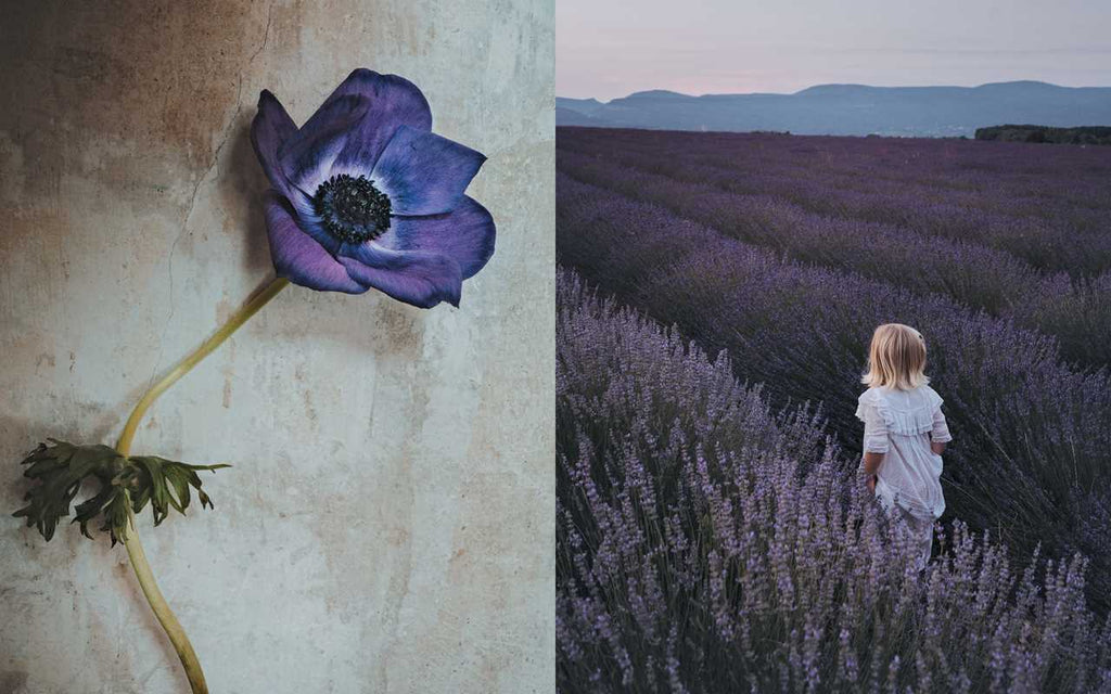 Flowers of Provence