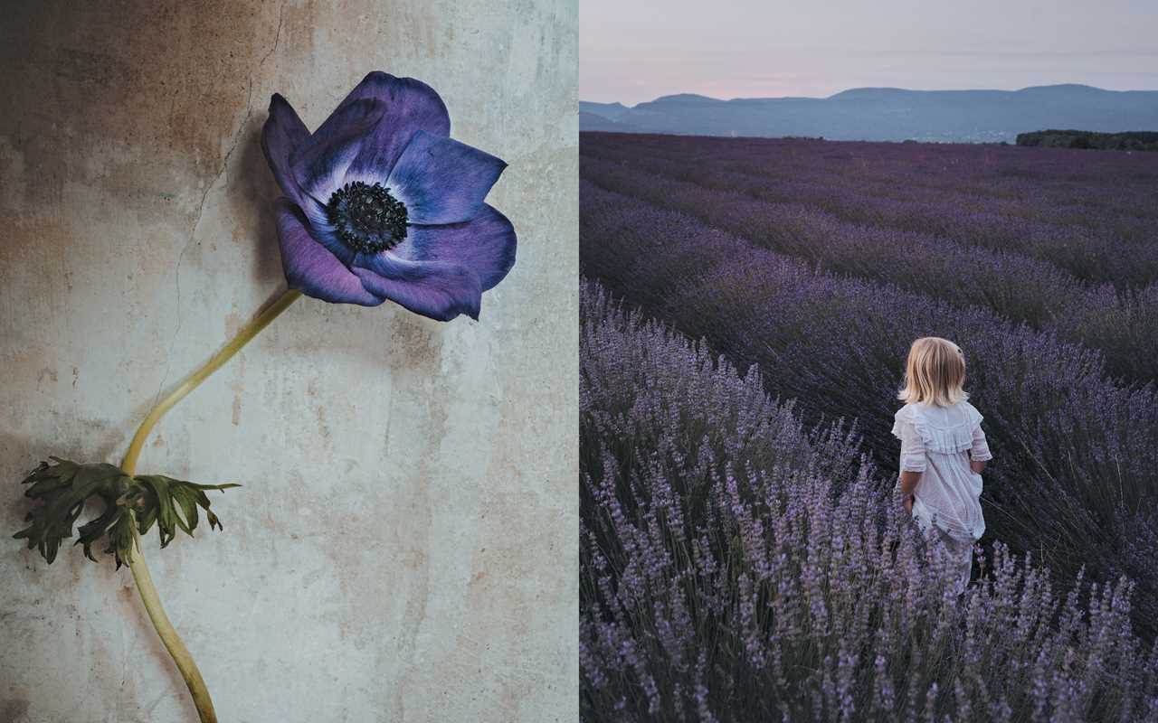 Flowers of Provence