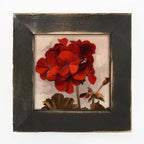 Geranium