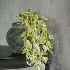24" Pothos Leaf Vine - Faux Plant Decor