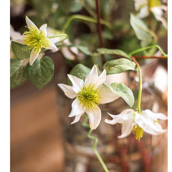 German Clematis Flower Stem in White 40"