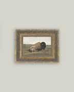 Resting Bison Framed Antique Art