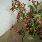 27.5" Red Baby's Breath Spray