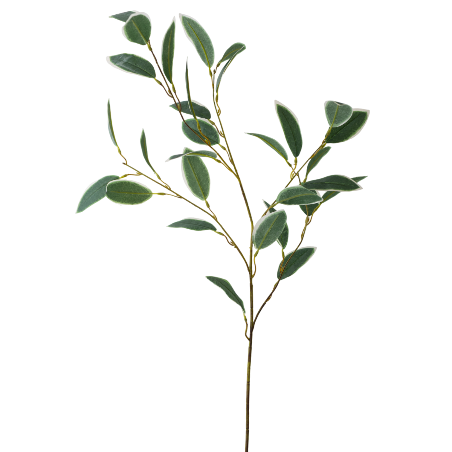 GR Ficus 35"
