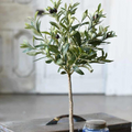 32" Potted Olive Tree