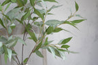 41" Frosty Eucalyptus-Lush or Frosty
