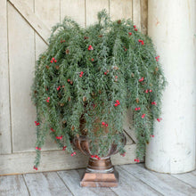 42" Iced Pine Weeping Spray