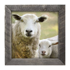 Sheep and Lamb