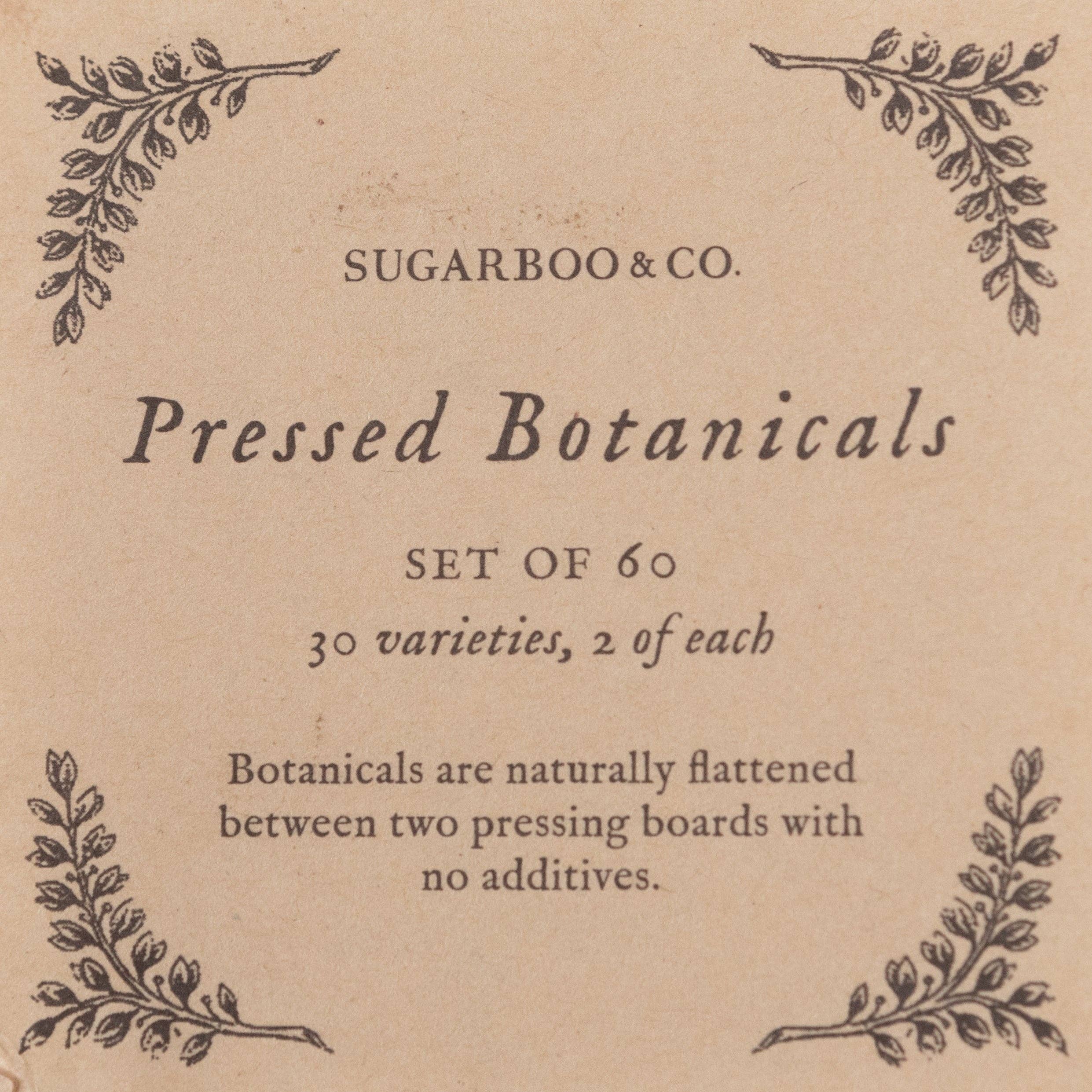 Pressed Botanical Collection - Assorted