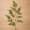 53 inch Green_Leaf_Branch