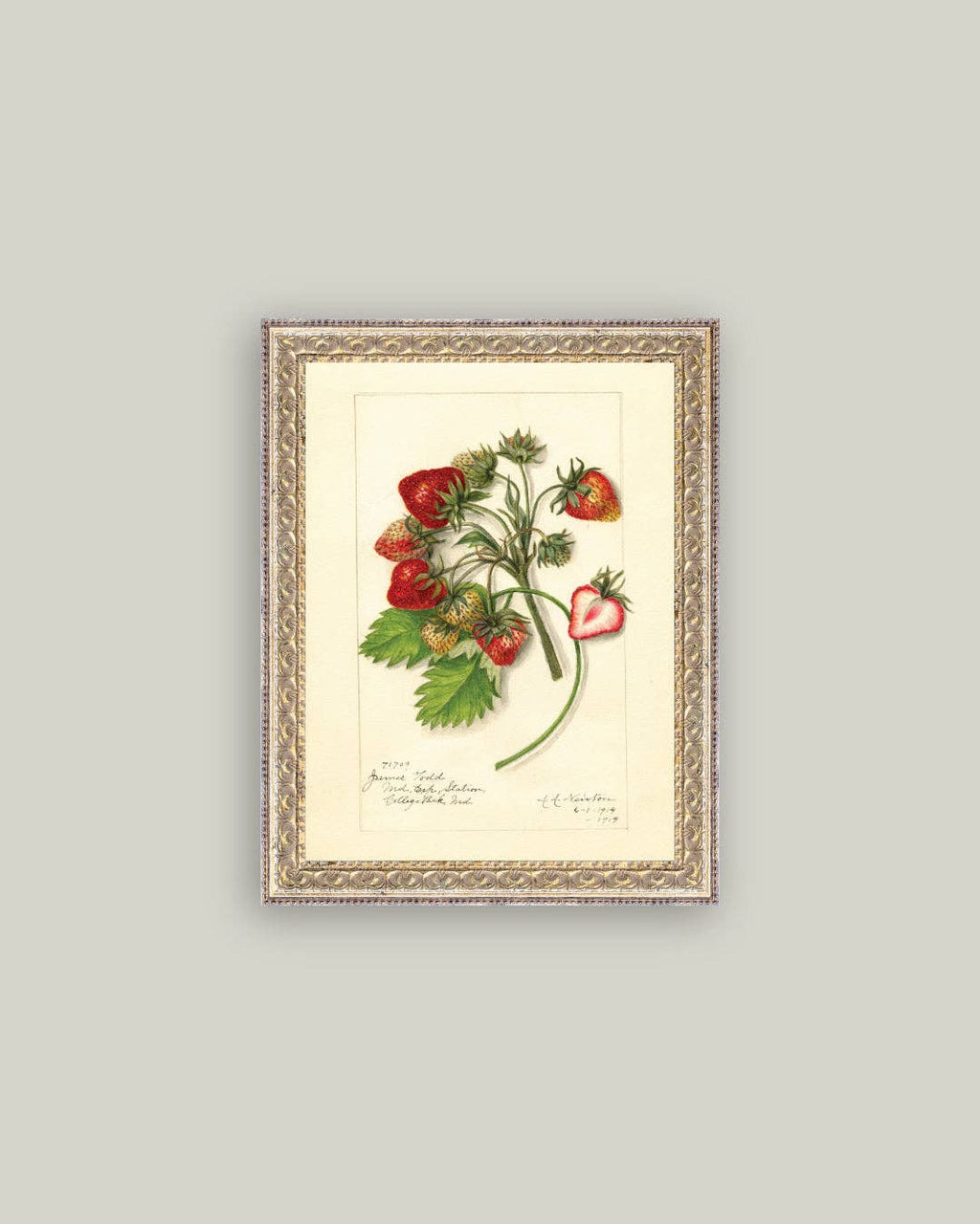 Study of Strawberries Framed Antique Art