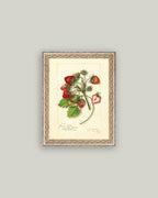 Study of Strawberries Framed Antique Art