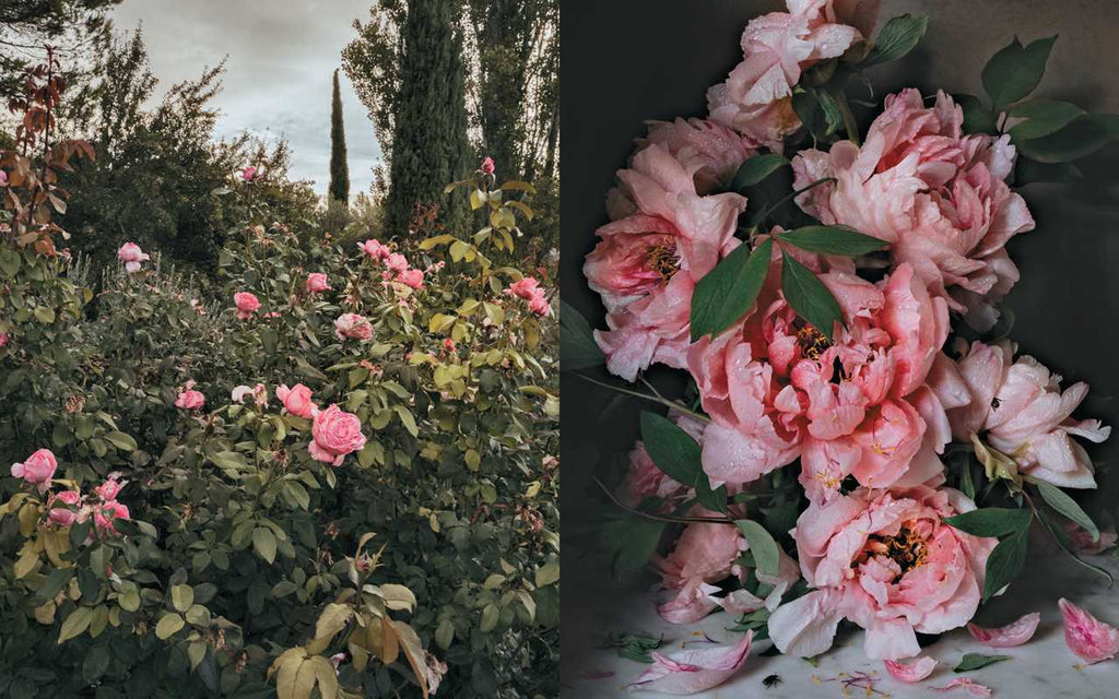 Flowers of Provence