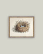 Blue Eggs in a Nest Framed Antique Art