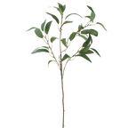 GR Eucalyptus 35"