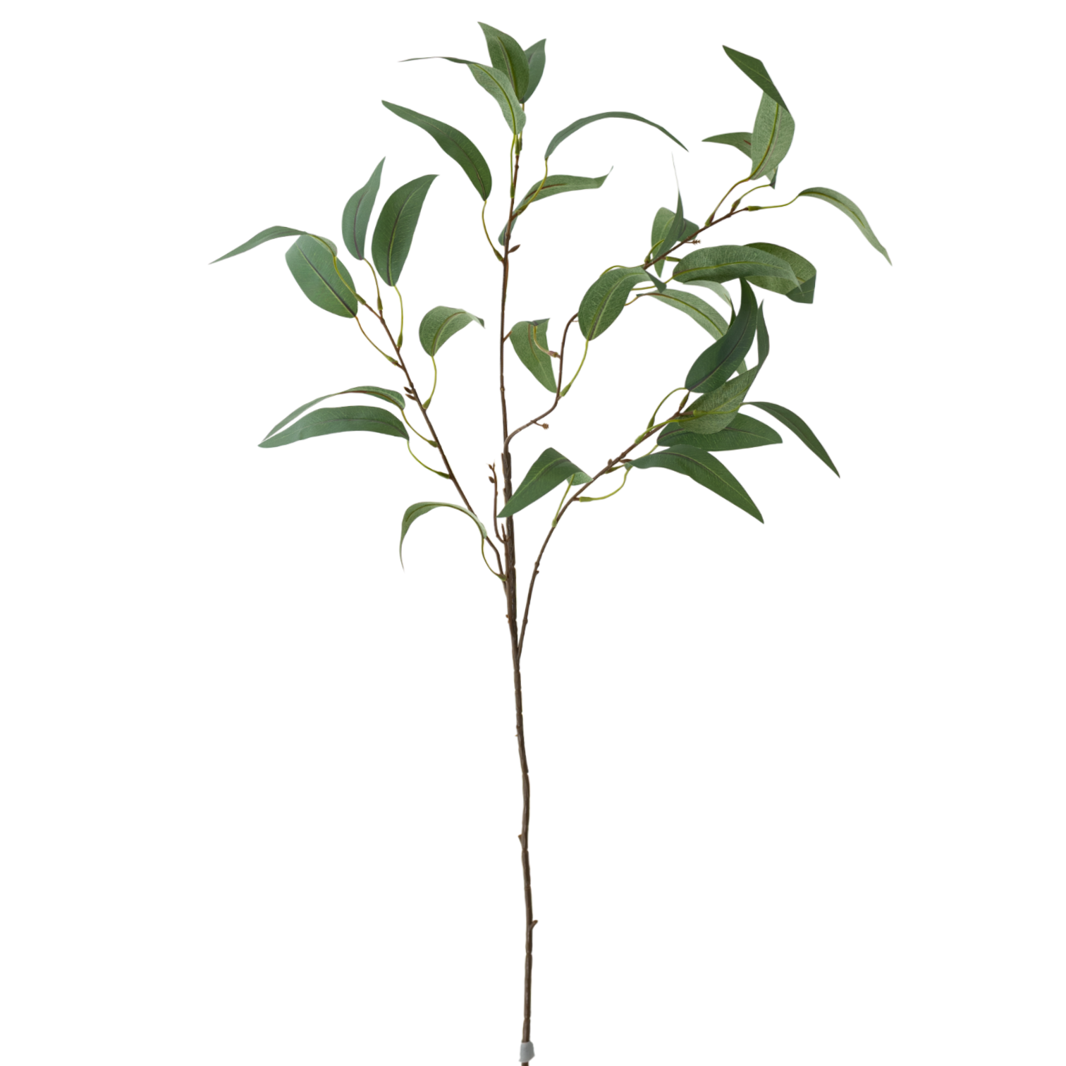 GR Eucalyptus 35"