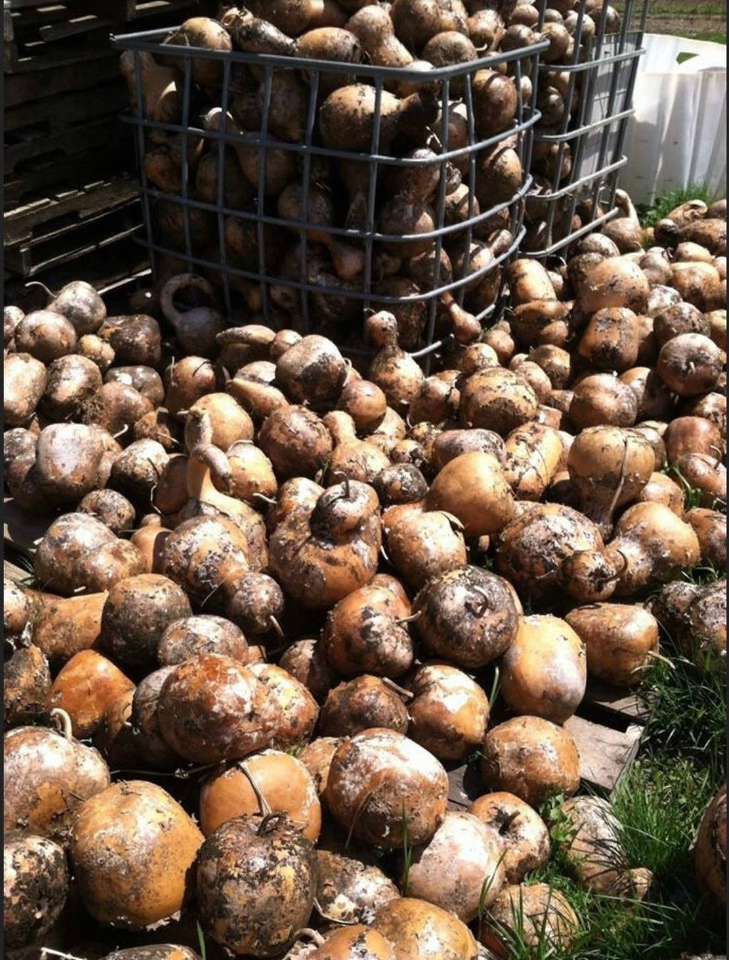 Tennessee Spinner Gourds