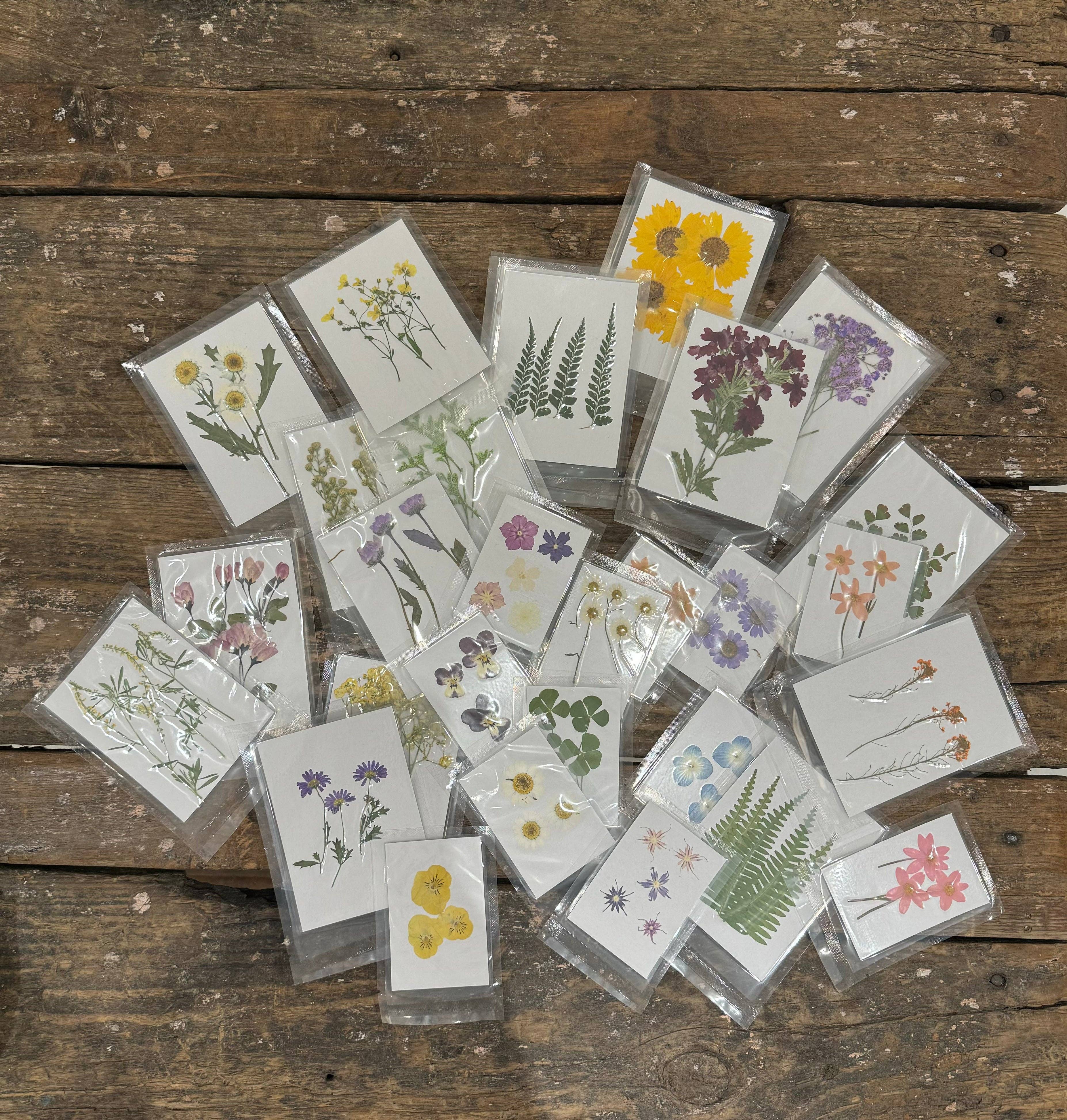 Pressed Botanical Collection - Assorted