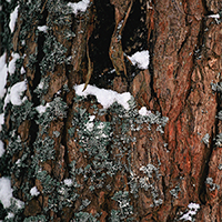Fresh Cut Fraser Candle 7 oz