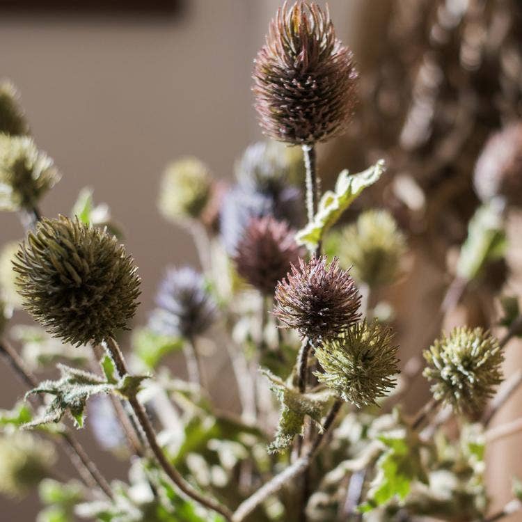Thistle Stem 26"