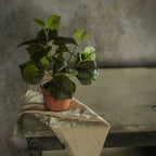 9" Potted Perilla - Faux Plant Decor