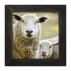 Sheep and Lamb