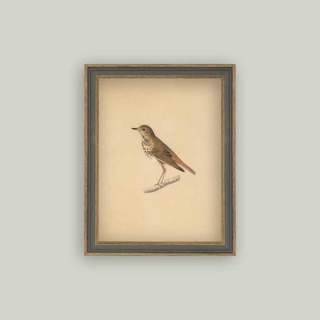 Bird Framed Antique Art pic 1