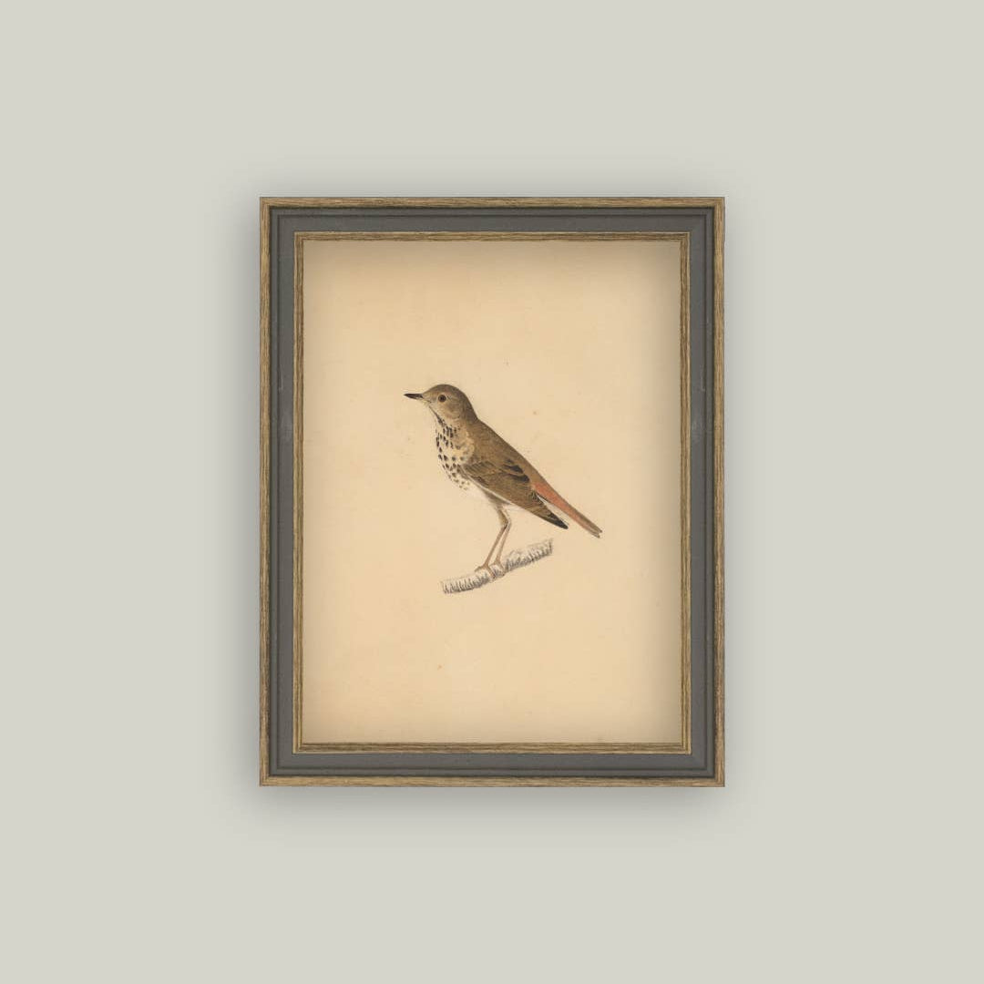 Bird Framed Antique Art pic 1
