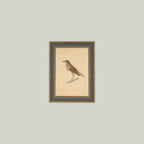 Bird Framed Antique Art pic 2