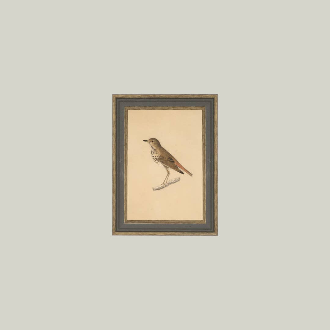 Bird Framed Antique Art pic 2