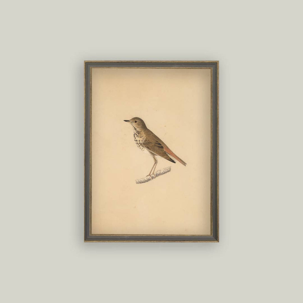 Bird Framed Antique Art pic 3