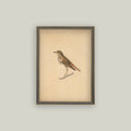Bird Framed Antique Art pic 3