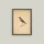 Bird Framed Antique Art pic 3