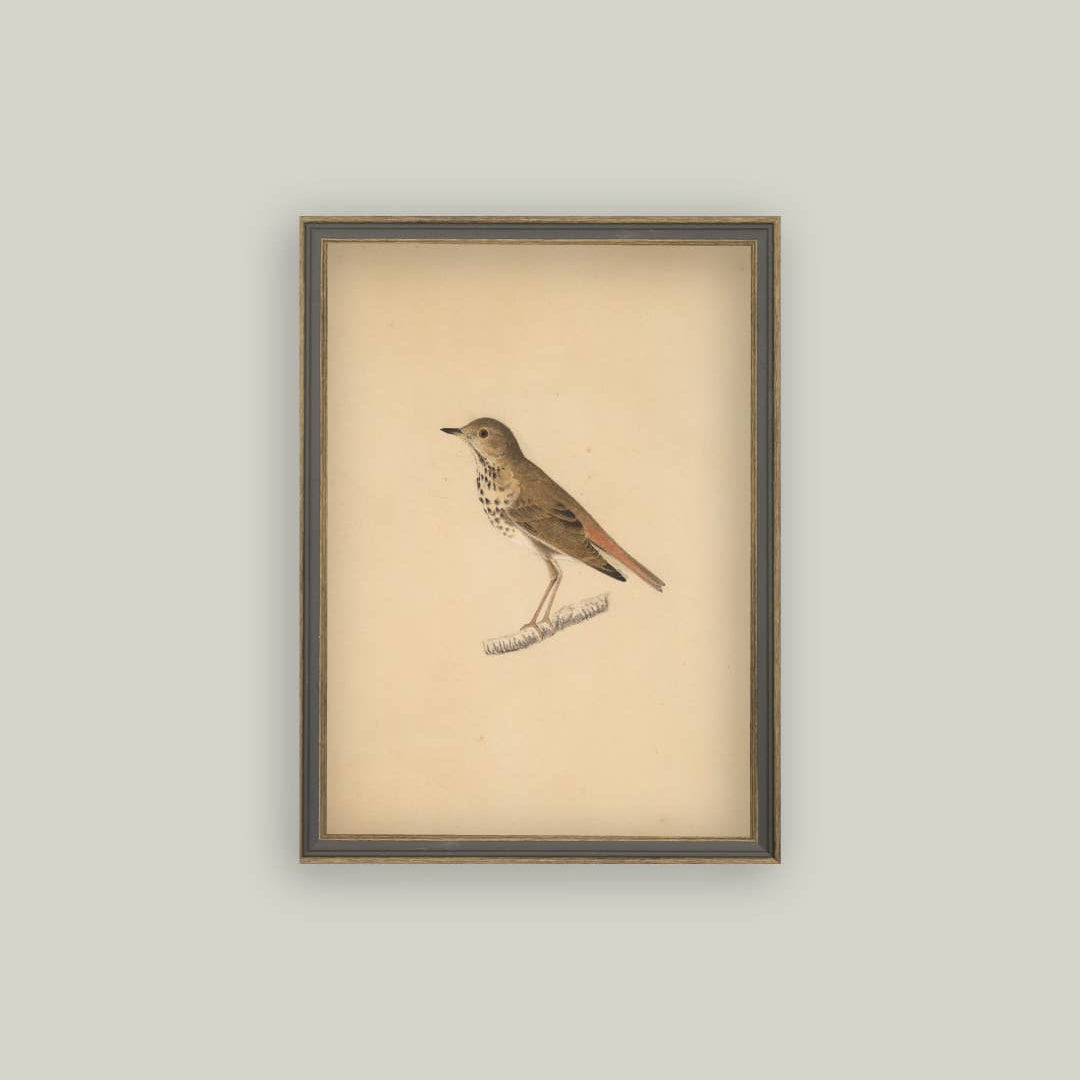 Bird Framed Antique Art pic 3