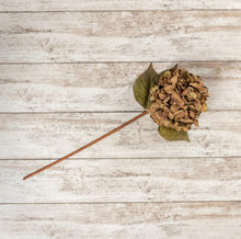 Hydrangea Stem | Brown & Green