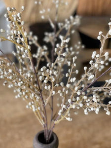 Cream Button Berries Bush