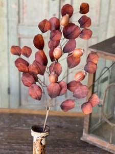 Foxfire Eucalyptus Spray